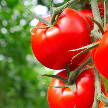 Plastikowe zapinki opinające pnącze pomidora w szklarni i przymocowane do sznurka